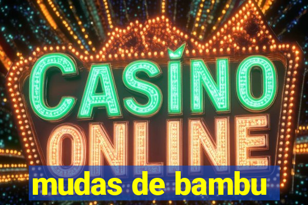 mudas de bambu